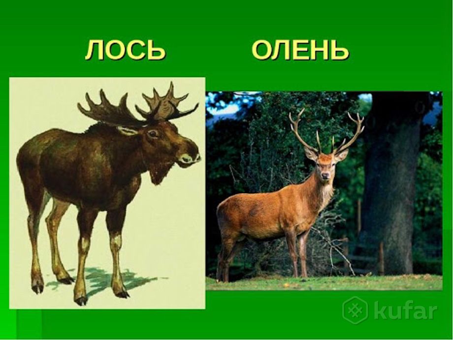 Чем отличается олень от лося